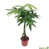 Pachira Aquatica:Tige Tressée H80 Cm Pot D19 Cm 1 Pachira Aquatica:Tige Tressée H80 Cm Pot D19 Cm -Jardinoux Soldes Magasin 873307 002