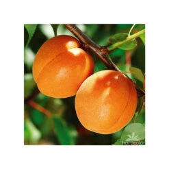 Abricotier Hargrand : Gobelet 3 Ans D'âge Ctr 12 Litres -Jardinoux Soldes Magasin 88699 004