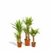 Yucca X3 - Grandes Plantes D'intérieur -Jardinoux Soldes Magasin 8943f49ccd3eb579