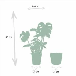 Monstera Deliciosa, Bananier Musa Et Leurs Paniers Noirs, Duo De Plantes - Grandes Plantes D'intérieur -Jardinoux Soldes Magasin 8a94370032d56a3d