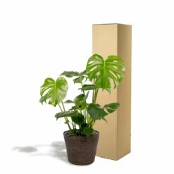 Delicious Monstera Et Son Panier Noir - H80cm, ø21cm - Plante D'intérieur 11 Delicious Monstera Et Son Panier Noir - H80cm, ø21cm - Plante D'intérieur -Jardinoux Soldes Magasin 8db70039d6a4af95