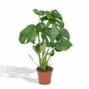 Monstera Deliciosa - H55cm, ø17cm - Plante D'intérieur -Jardinoux Soldes Magasin 904b8032eb492a67