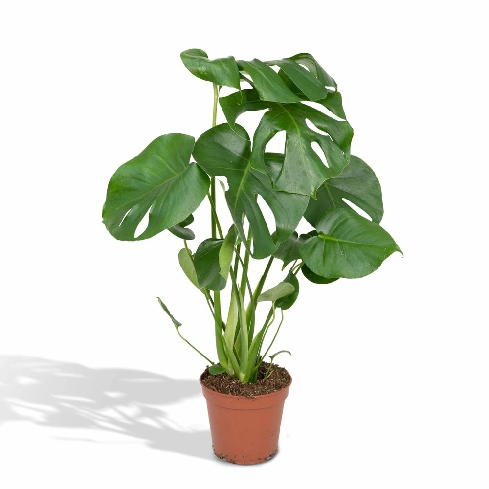 Monstera Deliciosa - H55cm, ø17cm - Plante D'intérieur 3 Monstera Deliciosa - H55cm, ø17cm - Plante D'intérieur