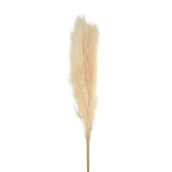 Bouquet Séché Pampas Mace 115-117cm 3pcs -Jardinoux Soldes Magasin 933178 1444651