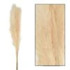Bouquet Séché Pampas Mace 115-117cm 3pcs -Jardinoux Soldes Magasin 933178 2064808