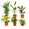 Box Suprise X6 - Plantes D'intérieur -Jardinoux Soldes Magasin 93a455c4678b46e6