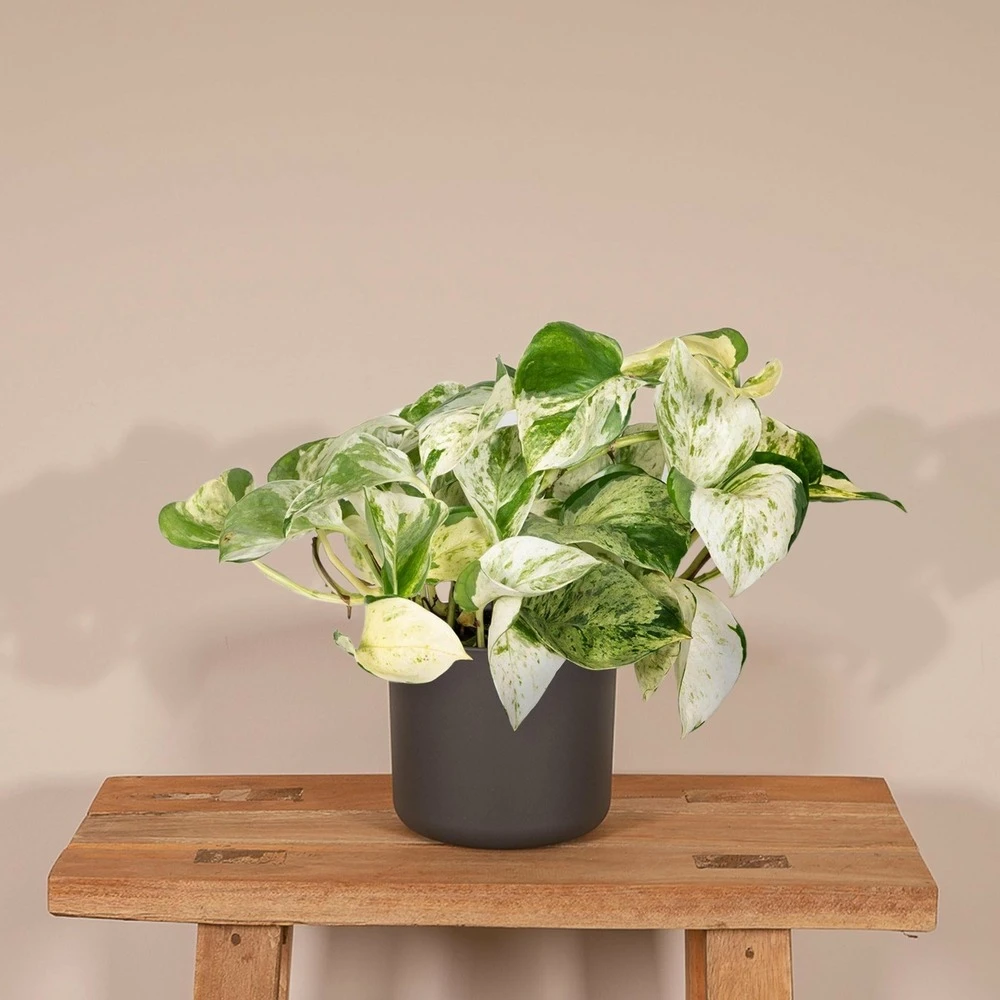 Epipremnum Happy Leaf Scindapsus - H15cm, ø12cm - Plante D'intérieur Tombante 4 Epipremnum Happy Leaf Scindapsus - H15cm, ø12cm - Plante D'intérieur Tombante – Image 2