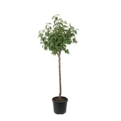 Kaki "Sharon" 1/2T Pot 15L -Jardinoux Soldes Magasin 952753 004