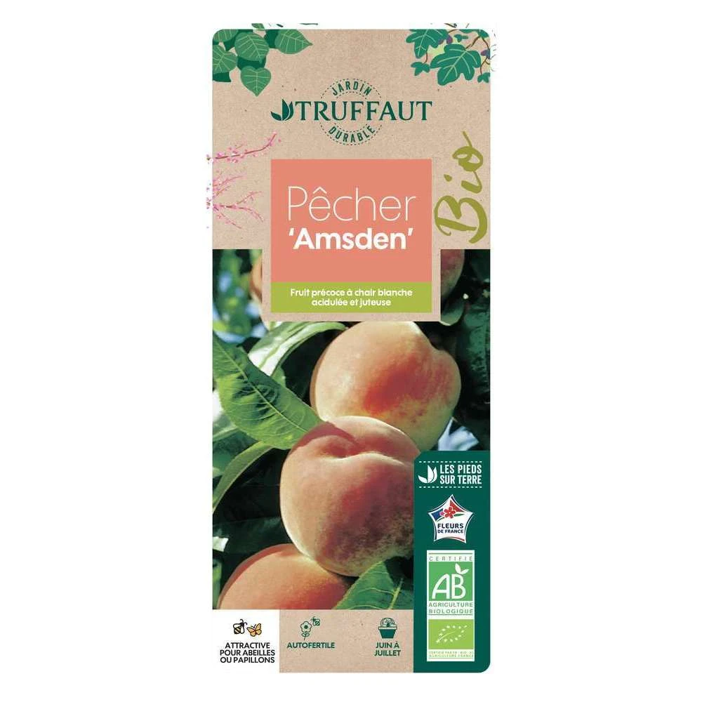 Pêcher à Chair Blanche Amsden, Bio, Gobelet 3 Pêcher à Chair Blanche Amsden, Bio, Gobelet