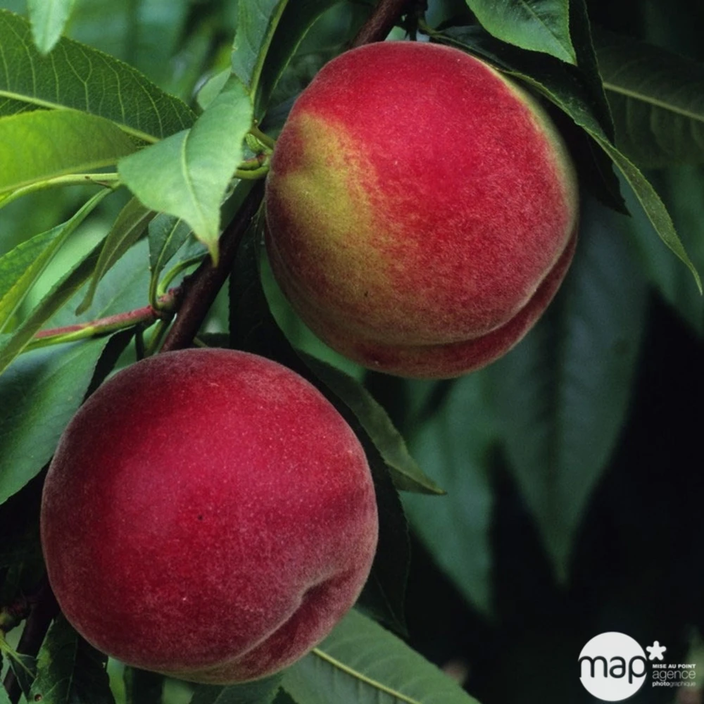 Pêcher à Chair Blanche Amsden, Bio, Gobelet 5 Pêcher à Chair Blanche Amsden, Bio, Gobelet – Image 3