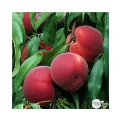 Pêcher Reine Des Vergers Bio, Gobelet 2 Ans 10 Pêcher Reine Des Vergers Bio, Gobelet 2 Ans -Jardinoux Soldes Magasin 952756 002