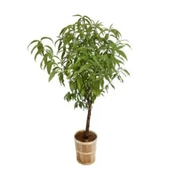 Pêcher Reine Des Vergers Bio, Gobelet 2 Ans 11 Pêcher Reine Des Vergers Bio, Gobelet 2 Ans -Jardinoux Soldes Magasin 952756 005