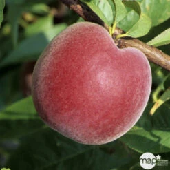 Pêcher à Chair Jaune JH Hale BIO, Gobelet 2 Ans -Jardinoux Soldes Magasin 952757 1774771