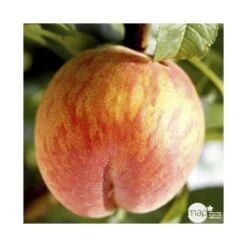 Pêcher Grosse Mignonne Bio, Gobelet 2 Ans -Jardinoux Soldes Magasin 952758 001
