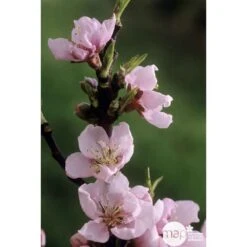 Pêcher Grosse Mignonne Bio, Gobelet 2 Ans -Jardinoux Soldes Magasin 952758 002