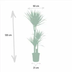 Yucca, Dracaena, Duo De Plantes - Grandes Plantes D'intérieur 10 Yucca, Dracaena, Duo De Plantes - Grandes Plantes D'intérieur -Jardinoux Soldes Magasin 9da9357d44230960