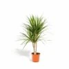 Dracaena Marginata - H90cm, ø17cm - Grande Plante D'intérieur -Jardinoux Soldes Magasin 9fabe082be1ea5c3