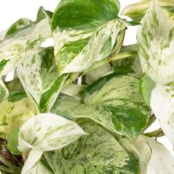 Epipremnum Happy Leaf Scindapsus - H15cm, ø12cm - Plante D'intérieur Tombante 9 Epipremnum Happy Leaf Scindapsus - H15cm, ø12cm - Plante D'intérieur Tombante -Jardinoux Soldes Magasin 9ff0fe9832ba9055