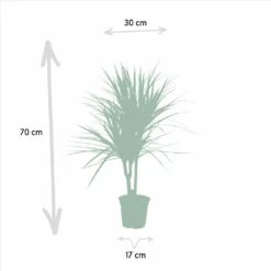 Dracaena Marginata - H90cm, ø17cm - Grande Plante D'intérieur -Jardinoux Soldes Magasin a10a0eaf2b955cc4