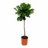 Ficus Lyrata Xl - H150cm, ø30cm - Très Grande Plante D'intérieur 2 Ficus Lyrata Xl - H150cm, ø30cm - Très Grande Plante D'intérieur -Jardinoux Soldes Magasin a25d2540f33ff31e