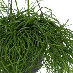 Rhipsalis Baccifera - H30cm, ø12cm - Plante D'intérieur Tombante -Jardinoux Soldes Magasin a71193cf3c64f29d