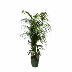 Palmier Kentia Xxxl - H230cm - Très Grande Plante D'intérieur