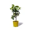 Cedrat Ethrog Bio Tailles:pot De 3 Litres, Hauteur 30/40 Cm -Jardinoux Soldes Magasin ae42a36e8dbb1aab