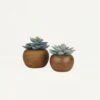 Succulente Artificielle Pot Bois 15cm Lot De 2 2 Succulente Artificielle Pot Bois 15cm Lot De 2 -Jardinoux Soldes Magasin b02c7544b4197045