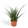 Sansevieria Fernwood Punk - H30cm, ø12cm - Plante D'intérieur Sans Entretien -Jardinoux Soldes Magasin b0351f1890170075
