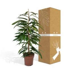Ficus Amstel King - H100cm, ø21cm - Très Grande Plante D'intérieur -Jardinoux Soldes Magasin b65ad4a4798c5ea3