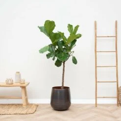 Ficus Lyrata Xl - H150cm, ø30cm - Très Grande Plante D'intérieur -Jardinoux Soldes Magasin b757af18d34b4e90