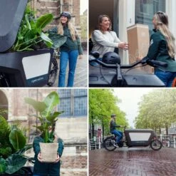 Ficus Altissima - H85cm, ø21cm - Grande Plante D'intérieur -Jardinoux Soldes Magasin bb03ac7ea7453413