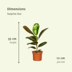 Box Suprise X6 - Plantes D'intérieur -Jardinoux Soldes Magasin bb903151827f8d7f