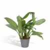 Aglaonema Christina - H30cm, ø12cm - Plante D'intérieur 1 Aglaonema Christina - H30cm, ø12cm - Plante D'intérieur -Jardinoux Soldes Magasin bd756058d37b3c54