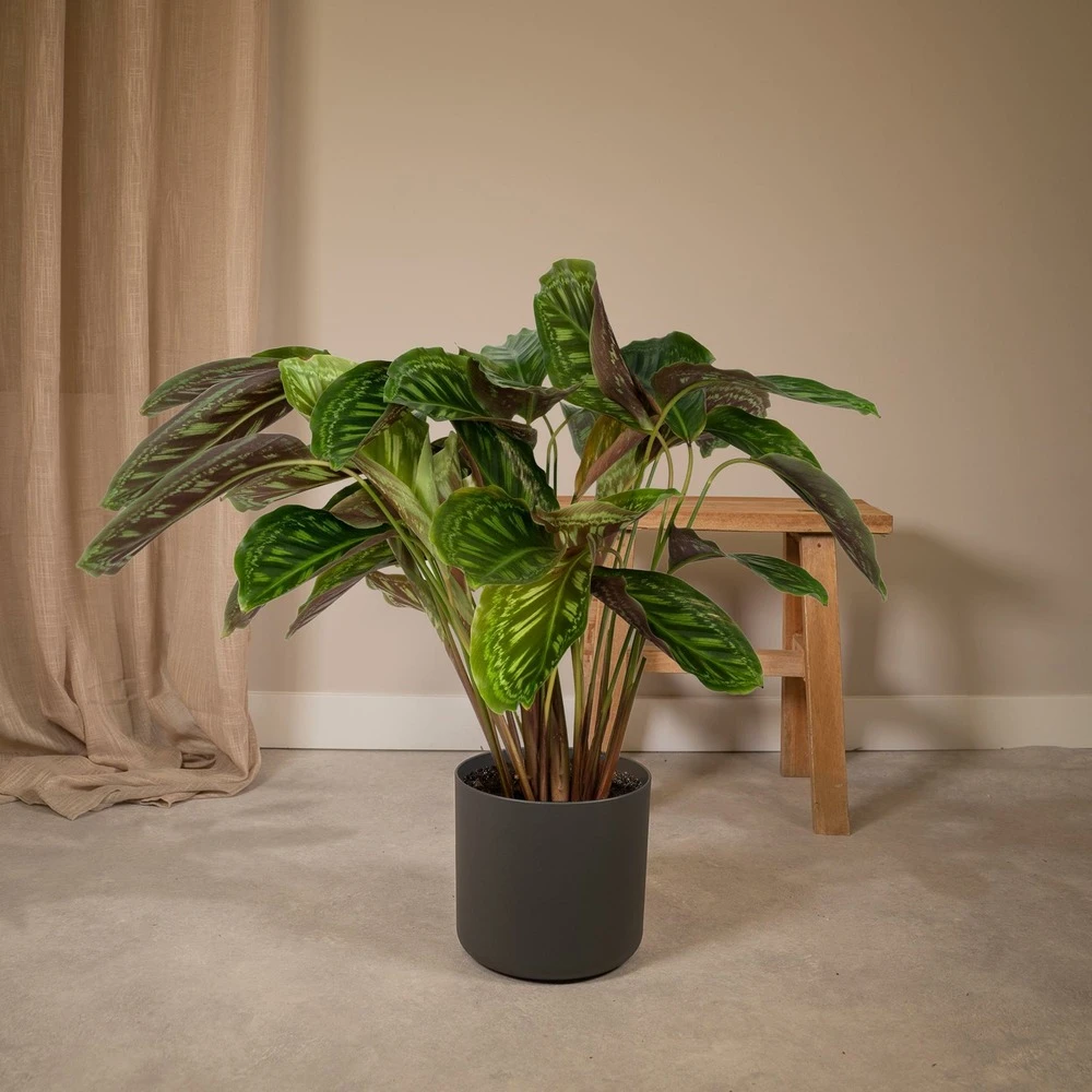 Calathea Flamestar - H75cm, ø19cm - Grande Plante D'intérieur 3 Calathea Flamestar - H75cm, ø19cm - Grande Plante D'intérieur – Image 2