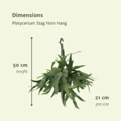 Fougère De Cerf - H50cm, ø21cm - Plante D'intérieur Tombante -Jardinoux Soldes Magasin c6c43ffaa869a05d