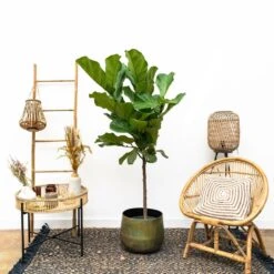 Ficus Lyrata Xl - H150cm, ø30cm - Très Grande Plante D'intérieur -Jardinoux Soldes Magasin cbf3a6952e7e701c