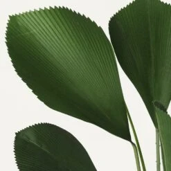 Palmier Artificiel Cuillère Licuala 110cm 9 Palmier Artificiel Cuillère Licuala 110cm -Jardinoux Soldes Magasin cd7baedf06194b5b