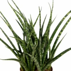 Sansevieria Fernwood Punk - H30cm, ø12cm - Plante D'intérieur Sans Entretien -Jardinoux Soldes Magasin cda90238b05458e8