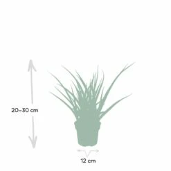 Sansevieria Fernwood Punk - H30cm, ø12cm - Plante D'intérieur Sans Entretien -Jardinoux Soldes Magasin ce253637df77bdc2