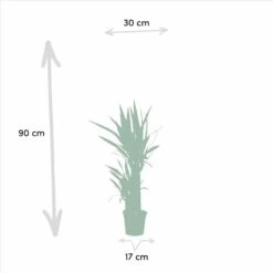 Yucca X3 - Grandes Plantes D'intérieur -Jardinoux Soldes Magasin ce4ed4497003ae8b