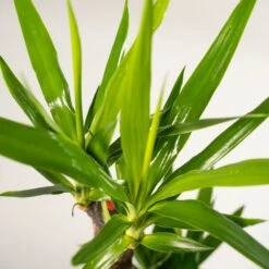 Yucca X3 - Grandes Plantes D'intérieur -Jardinoux Soldes Magasin cee39c886d547b68