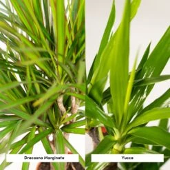 Yucca, Dracaena, Duo De Plantes - Grandes Plantes D'intérieur 9 Yucca, Dracaena, Duo De Plantes - Grandes Plantes D'intérieur -Jardinoux Soldes Magasin d1d1d0ea17925e83