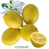 Limequat Bio Tailles:pot De 3 Litres, Hauteur 30/40 Cm 2 Limequat Bio Tailles:pot De 3 Litres, Hauteur 30/40 Cm -Jardinoux Soldes Magasin d5f61f2fcc042fb9
