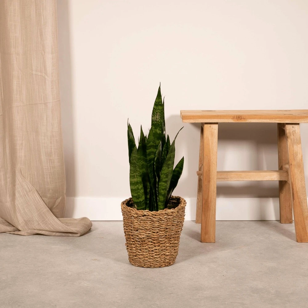 Sansevieria Zeylanica - H55cm, ø14cm - Plante D'intérieur Sans Entretien 4 Sansevieria Zeylanica - H55cm, ø14cm - Plante D'intérieur Sans Entretien – Image 2