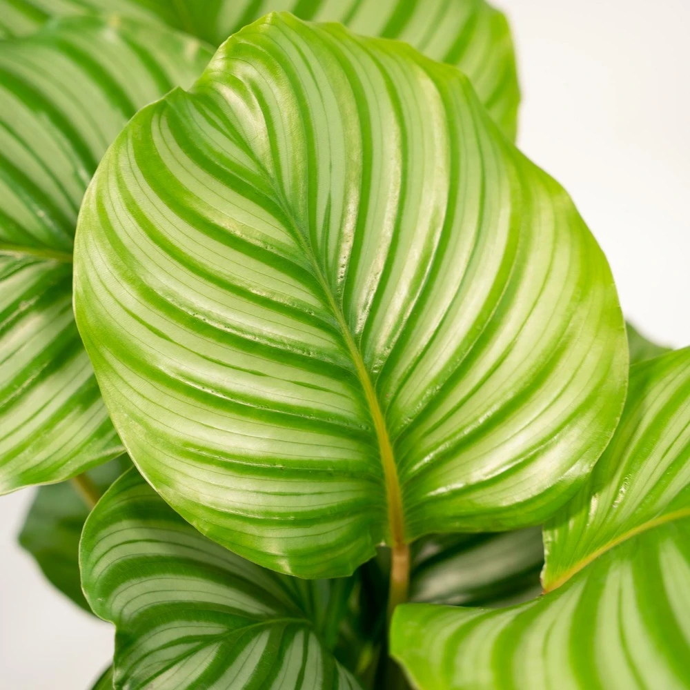 Calathea Orbifolia Et Son Panier Naturel - H40cm, ø14 Cm - Plante D'intérieur 5 Calathea Orbifolia Et Son Panier Naturel - H40cm, ø14 Cm - Plante D'intérieur – Image 3