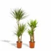 Yucca, Dracaena, Duo De Plantes - Grandes Plantes D'intérieur -Jardinoux Soldes Magasin dfeff878ac5be6f2