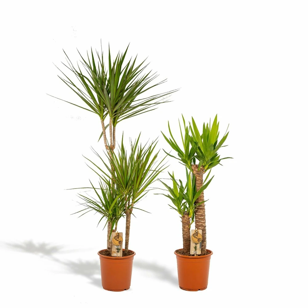 Yucca, Dracaena, Duo De Plantes - Grandes Plantes D'intérieur 3 Yucca, Dracaena, Duo De Plantes - Grandes Plantes D'intérieur