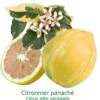 Citronnier Rose 4 Saisons Bio Tailles:pot De 3 Litres, Hauteur 30/40 Cm -Jardinoux Soldes Magasin e57bdc03fb8a5e7c