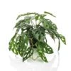 Emerald Buisson Monstera Artificiel Monkey 55 Cm En Pot -Jardinoux Soldes Magasin e82e64445abaadc5